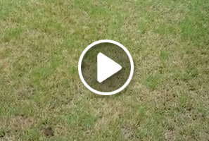 Dollar Spot treated by Atlanta Organic lawn care professionals at Simply Organic