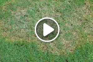 Zoysia Patch treated by Atlanta Organic Lawn Care Professionals at Simply Organic