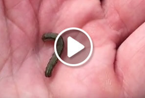 Treating Armyworms with Simply Organic's Atlanta Organic Lawn Care Program