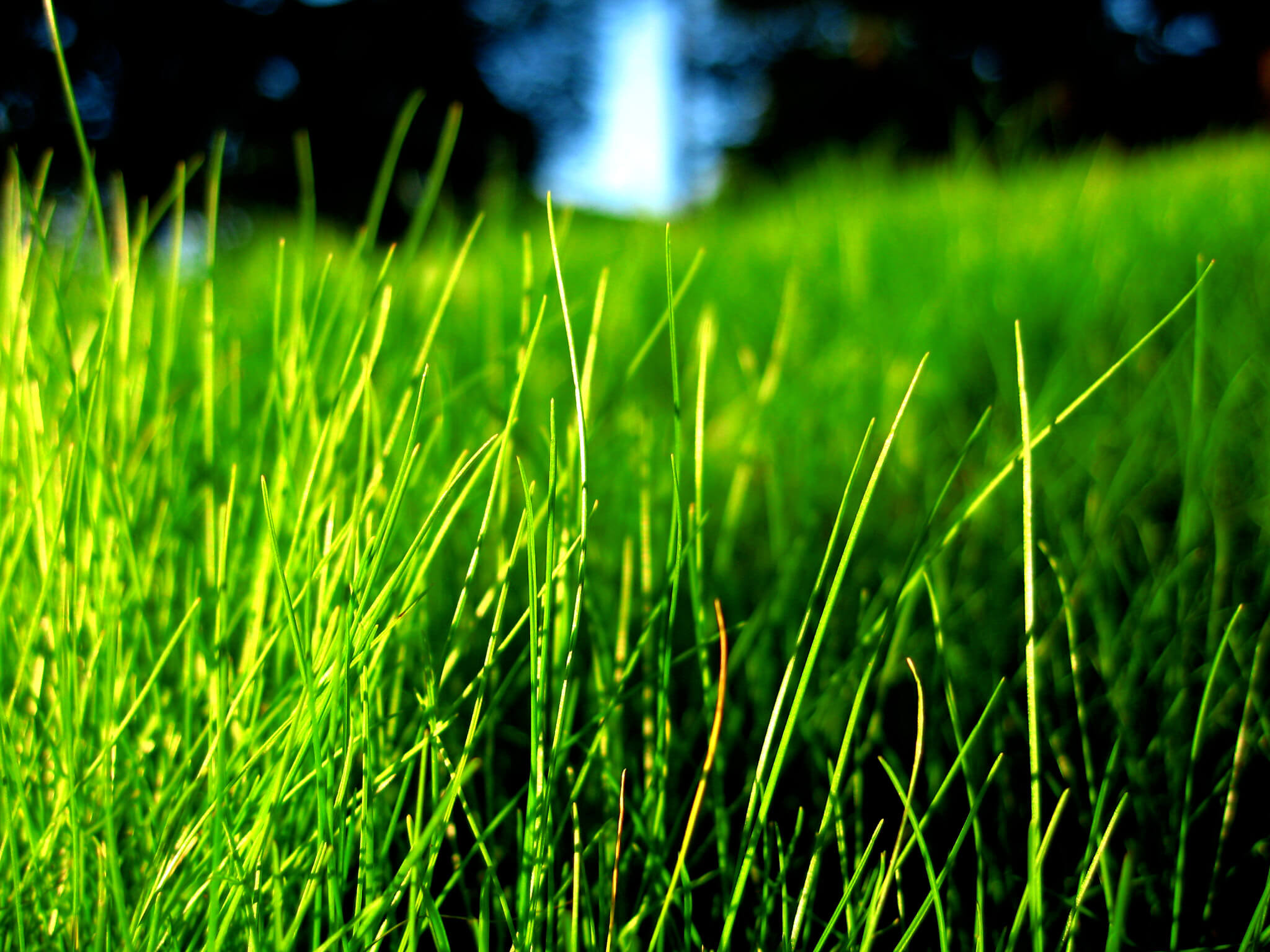 Green grass. Зеленая трава. Красивая трава. Сочная трава. Трава фон.