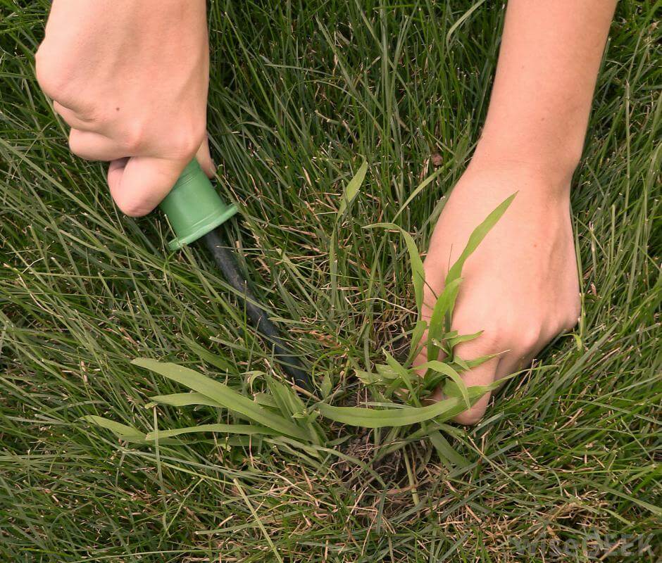 pull-weeds-effectively-simply-organic-turf-care