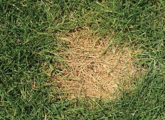 When To Apply Fungicide To Your Lawn Barefoot Lawn Care, 57% OFF