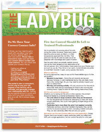The Ladybug 2024